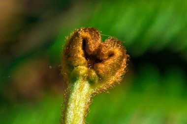 Yeşil eğreltiotu kıvrımlı Macro merdiveni, eğrelti otları ormanda çiçeksiz yeşil bitkilerdir..