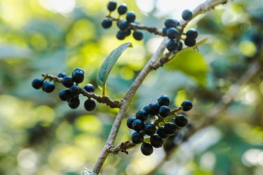 Antidesma thwait esianum Tamamen olgunlaşmış dallarda siyah renge dönüşür Vahşi bir meyve olarak sınıflandırılır