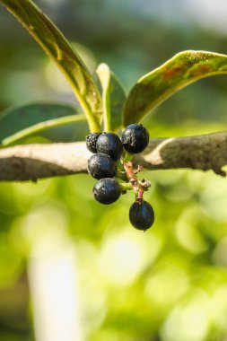 Antidesma thwait esianum Tamamen olgunlaşmış dallarda siyah renge dönüşür Vahşi bir meyve olarak sınıflandırılır