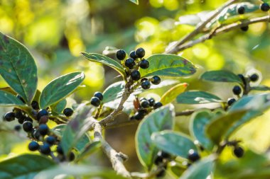 Antidesma thwait esianum Tamamen olgunlaşmış dallarda siyah renge dönüşür Vahşi bir meyve olarak sınıflandırılır
