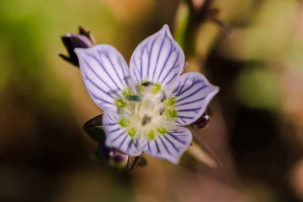 Swertia Striata Coll Gentianaceae White Flowers Blooming Nature Found Burma — Stock Photo, Image