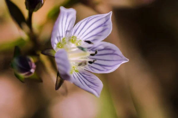 Swertia Striata Coll Gentianaceae White Flowers Blooming Nature Found Burma — Stock Photo, Image