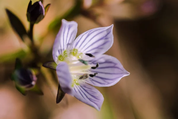 Swertia Striata Coll Gentianaceae White Flowers Blooming Nature Found Burma — Stock Photo, Image