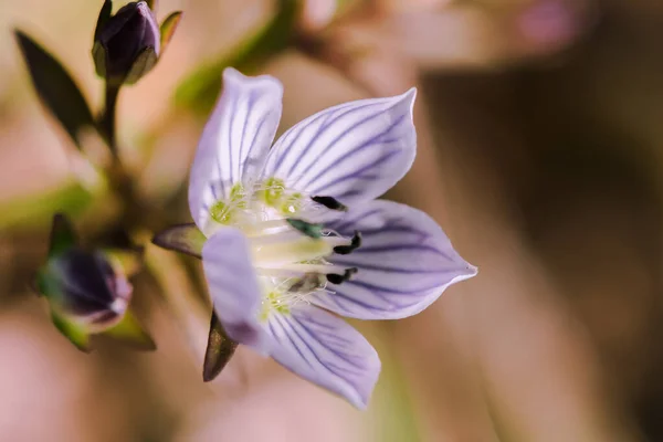 Swertia Striata Coll Gentianaceae White Flowers Blooming Nature Found Burma — Stock Photo, Image