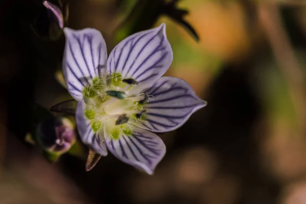 Swertia Striata Coll Gentianaceae White Flowers Blooming Nature Found Burma — Stock Photo, Image