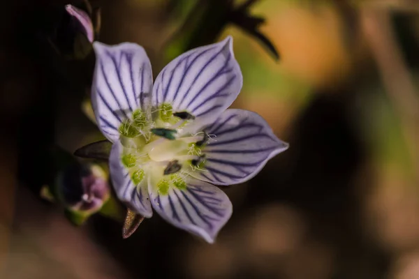 Swertia striata Coll, Gentianaceae Doğada açan beyaz çiçekler, Burma ve Kuzey Tayland 'da bulunur..