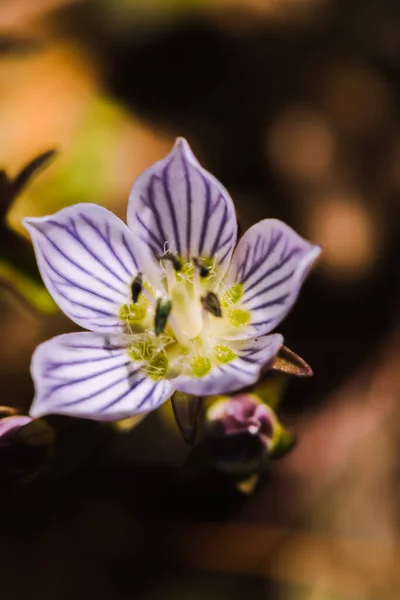 Swertia Striata Coll Gentianaceae White Flowers Blooming Nature Found Burma — Stock Photo, Image