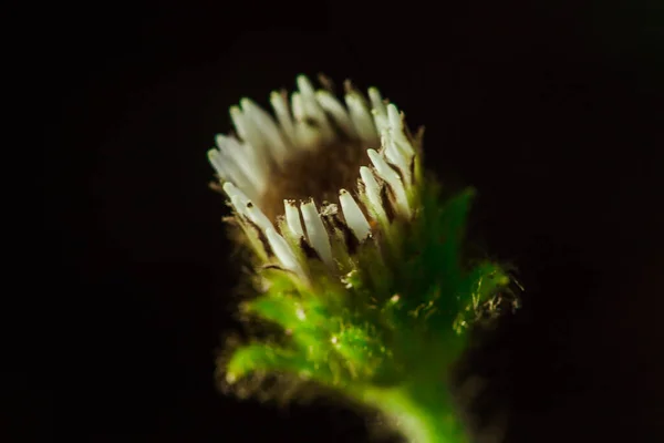 Aster Ageratoides Vita Blommor Med Gula Stammar Hittad Norra Thailand — Stockfoto