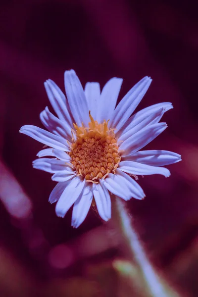 Aster Ageratoides Fiori Bianchi Con Stami Gialli Trovato Nel Nord — Foto Stock