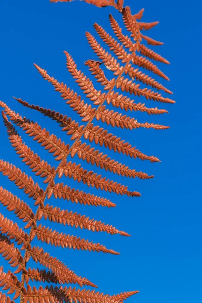 褐干蕨叶在天空背景 干蕨叶背景 — 图库照片