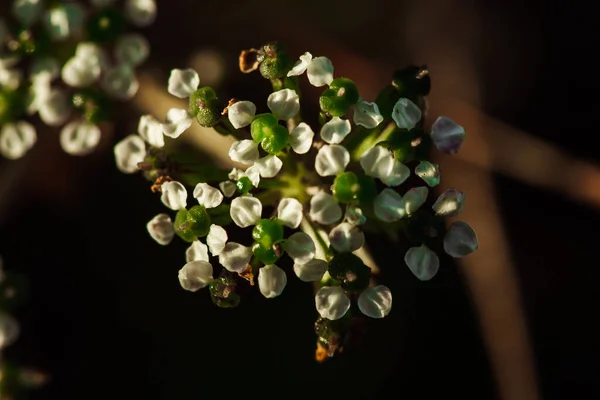 Крихітні Білі Квіти Природі Біла Квітка — стокове фото