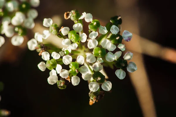 Крихітні Білі Квіти Природі Біла Квітка — стокове фото
