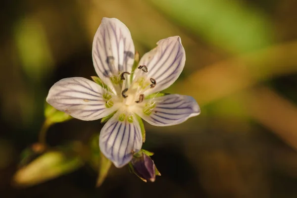 Swertia Striata Coll Bella Fioritura Bianca Natura Trovato Birmania Nel — Foto Stock