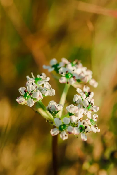 Malutkie Białe Kwiaty Naturze Biały Kwiat — Zdjęcie stockowe