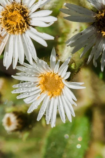 Gotas Agua Aster Ageratoides Floreciendo Flores Blancas Con Estambres Amarillos — Foto de Stock