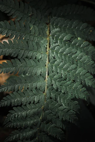 Green fern leaves in nature, wallpaper with fern leaf pattern, green fern leaf background.