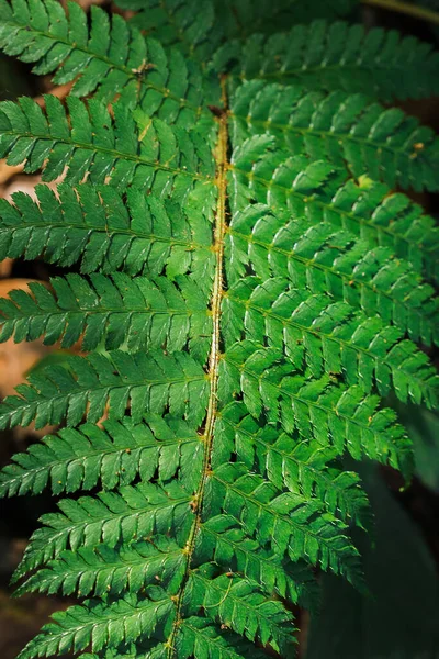 Green fern leaves in nature, wallpaper with fern leaf pattern, green fern leaf background.