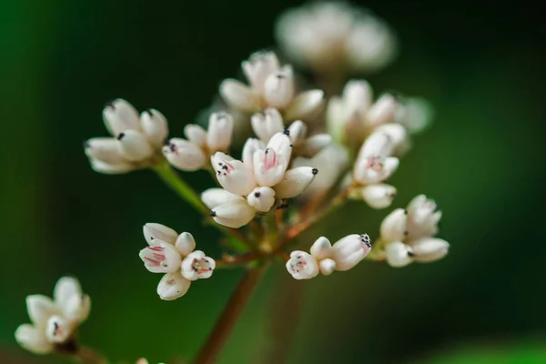 Pequenas Flores Brancas Floresta Crescem Alta Montanha Tailândia — Fotografia de Stock