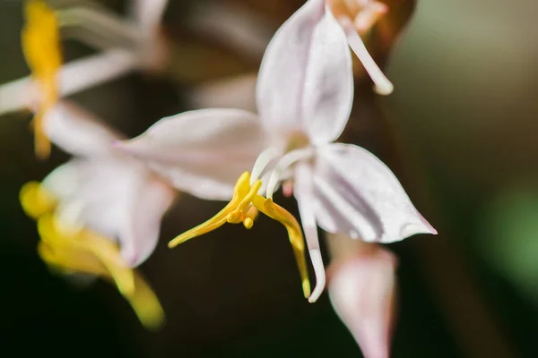 Vita Orkidéer Med Gula Stammar Skogen Blommar — Stockfoto