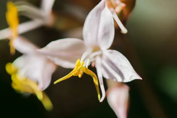 Bílé Orchideje Žlutými Tyčinkami Rozkvetlém Lese — Stock fotografie