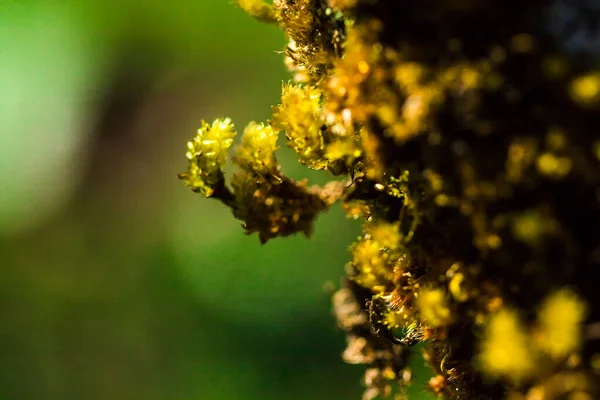 Musgo Verde Nas Árvores Floresta Natural Indica Umidade — Fotografia de Stock