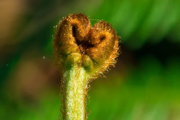 Top Cachos Samambaia Verde Macro Shot Samambaias São Plantas Verdes — Fotografia de Stock