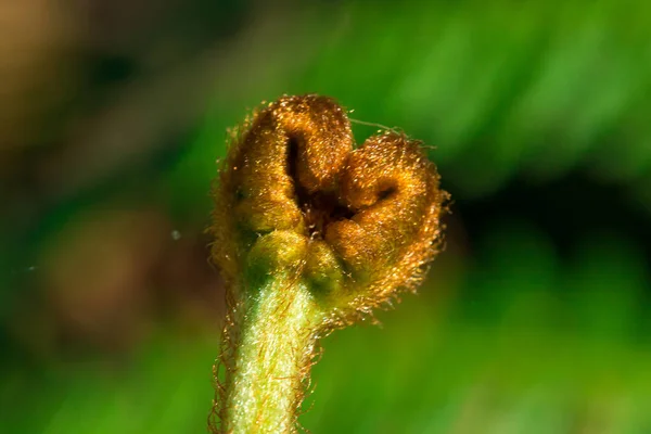 Topp Gröna Ormbunkar Makro Skott Ormbunkar Gröna Växter Utan Blommor — Stockfoto