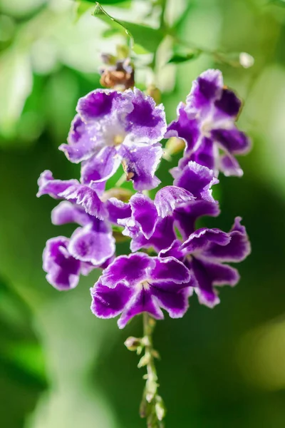 Duranta Repens Ist Ein Strauch Mit Lila Blüten Und Blütenblättern — Stockfoto