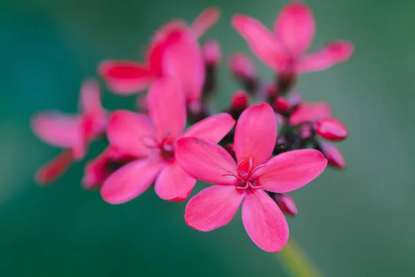 Peregrina Spicy Jatropha Czerwona Gromada Kwiatów Końcu Gałęzi Jest Ludowa — Zdjęcie stockowe