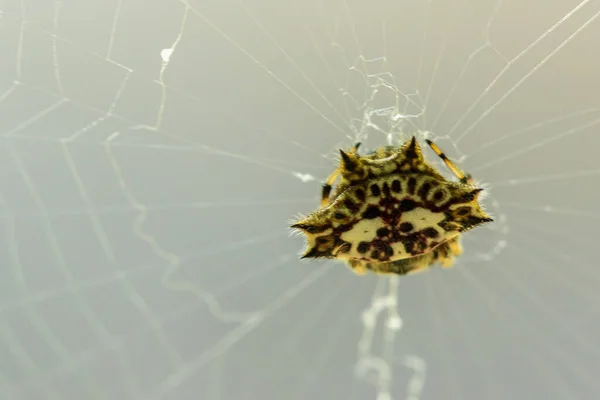 Aranhas Amarelas Jazem Teia Esperando Para Capturar Presas — Fotografia de Stock