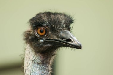 Devekuşu kafasının devekuşu hayvanat bahçesinde (Struth io camelus) dünyanın en büyük kuşudur. Ortalama yüksekliği 2.5 metredir..