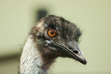 Devekuşu kafasının devekuşu hayvanat bahçesinde (Struth io camelus) dünyanın en büyük kuşudur. Ortalama yüksekliği 2.5 metredir..