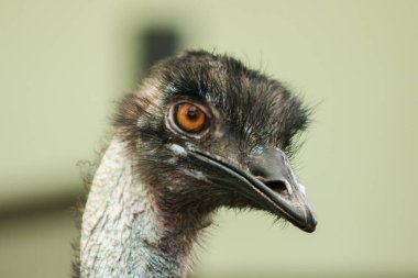 Devekuşu kafasının devekuşu hayvanat bahçesinde (Struth io camelus) dünyanın en büyük kuşudur. Ortalama yüksekliği 2.5 metredir..