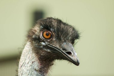 Devekuşu kafasının devekuşu hayvanat bahçesinde (Struth io camelus) dünyanın en büyük kuşudur. Ortalama yüksekliği 2.5 metredir..