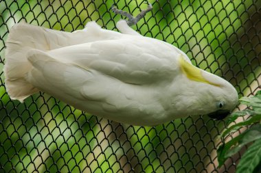 Hayvanat bahçesi kafesindeki beyaz papağan, Kakadu güzel bir kuştur. Erkek kuşun siyah gözleri var. Kadının gözleri kırmızı ya da kahverengi.