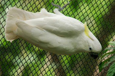 Hayvanat bahçesi kafesindeki beyaz papağan, Kakadu güzel bir kuştur. Erkek kuşun siyah gözleri var. Kadının gözleri kırmızı ya da kahverengi.