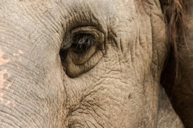 Filler küçük gözlü hayvanlardır. Alışveriş merkezi gözleri, boyutlarına göre dişi filler..