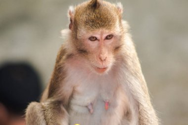 Yengeç yiyen Macaque, ilginç bir şey arıyor.