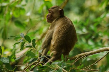 Yengeç yiyen Macaque bir dala oturmuş.