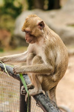 Yengeç yiyen Macaque çitin üzerine oturmuş, otları yiyordu.