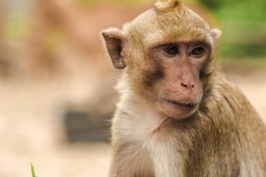 Yengeç yiyen Macaque, ilginç bir şey arıyor.