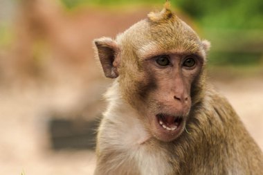 Yengeç yiyen Macaque, ilginç bir şey arıyor.