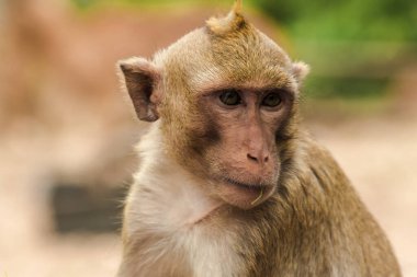 Yengeç yiyen Macaque, ilginç bir şey arıyor.