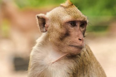 Yengeç yiyen Macaque, ilginç bir şey arıyor.