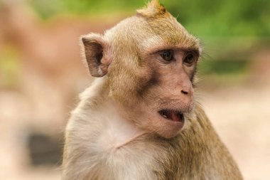 Yengeç yiyen Macaque, ilginç bir şey arıyor.