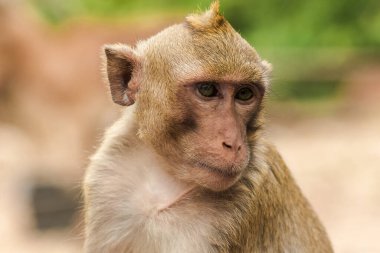 Yengeç yiyen Macaque, ilginç bir şey arıyor.