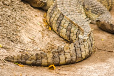 Timsahın kuyruğunun birçok pulu vardır.