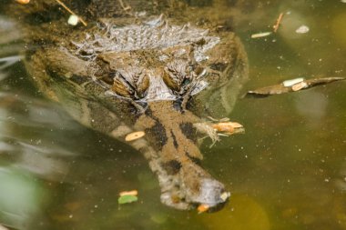 Sahte Gharial başlığı suyun altında.