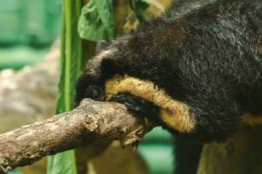 Kara Dev Sincap büyük bir dalın üzerinde yatıyordu.