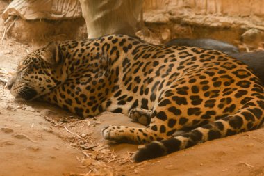 Yerde yatan Jaguar (Panthera onca)